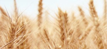 內(nèi)蒙古紫牛生物科技有限公司網(wǎng)站上線(xiàn)了！